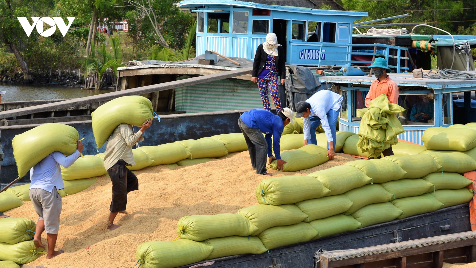 Cà Mau sản xuất hơn 314.000ha lúa, sản lượng đạt hơn 1,8 triệu tấn